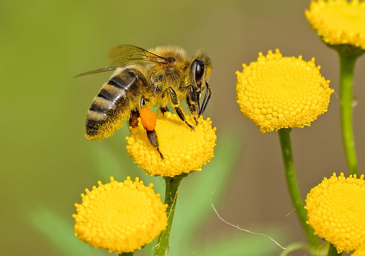 Sacred Bee of the Mayas