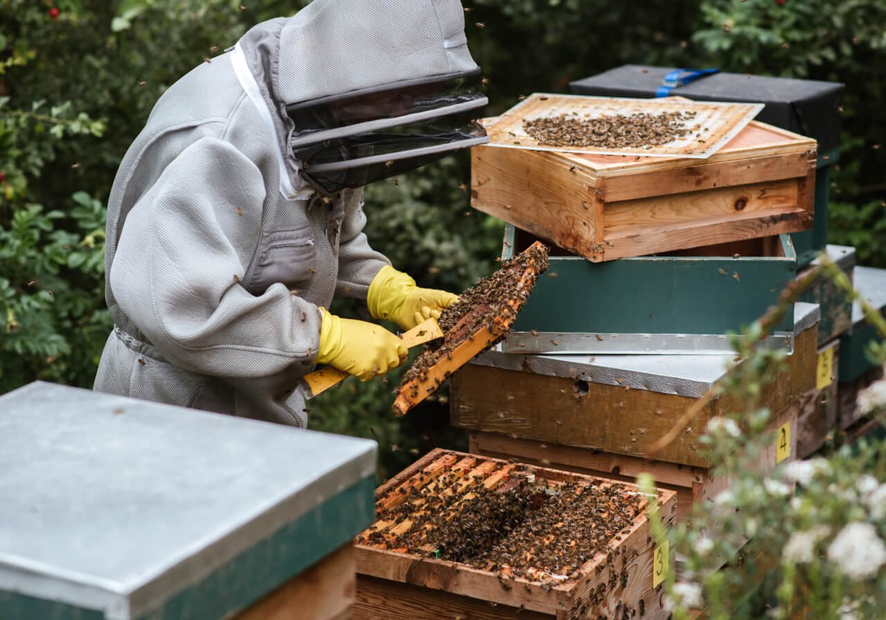 Beekeeper harvesting honey for various uses