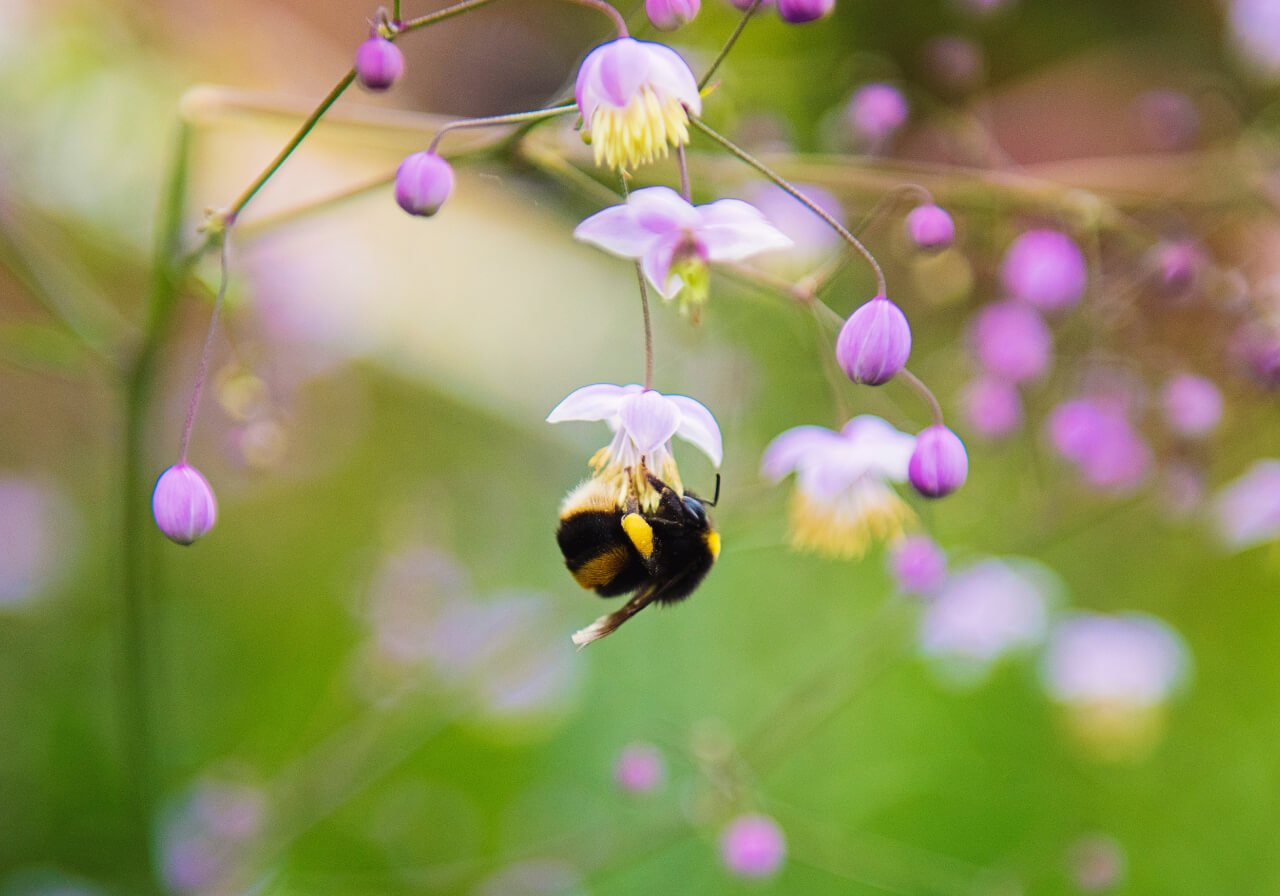 Sacred Bee of the Mayas